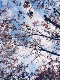 Low angle view of trees against sky