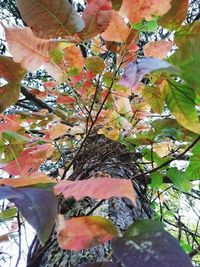 Close-up of maple tree during autumn