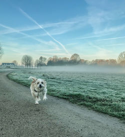 Dog on a land