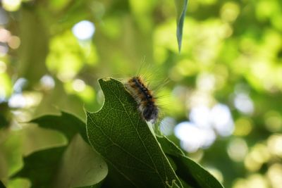 Close-up of butterfly on leaf