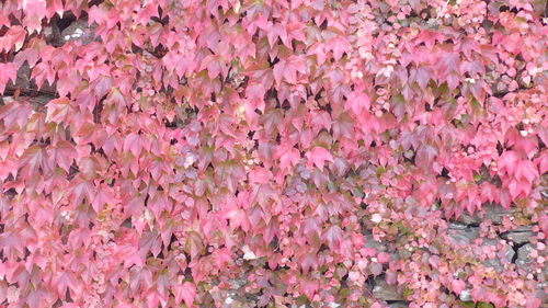 High angle view of pink ivy during autumn