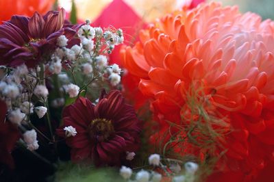 Close-up of flowers blooming outdoors