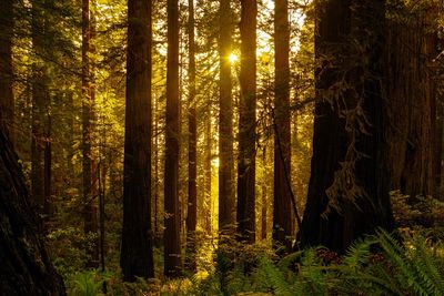 Pine trees in forest