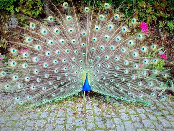 Close-up of a bird on field