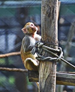 Monkey sitting on wooden post