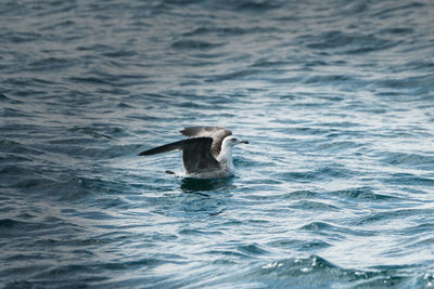 Bird swimming in sea