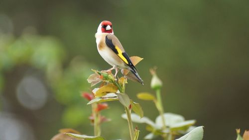 Close-up of bird perching on plant