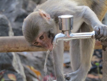Close-up of monkey drinking from a horse