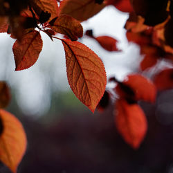 Close-up of maple leaves on tree
