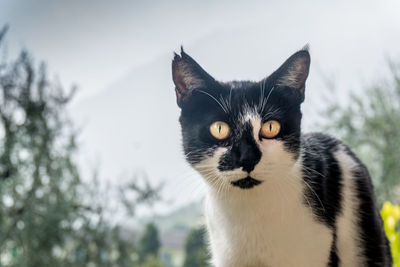 Close-up portrait of cat against sky