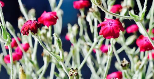 Close-up of flowers blooming outdoors