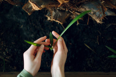 Woman hand holding plant