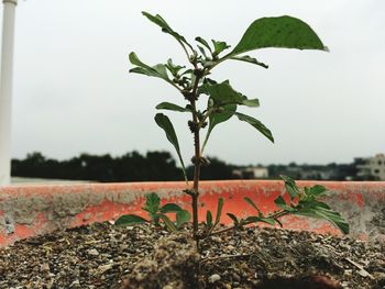 Close-up of fresh plant against sky