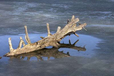 View of animal skull on water