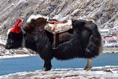 Horse on snow during winter