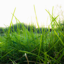 Close-up of fresh green grass in field