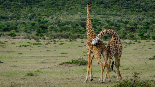 Giraffe standing on field