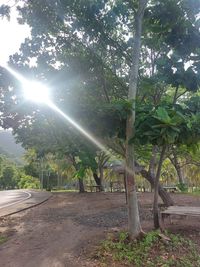 Sunlight streaming through trees in park