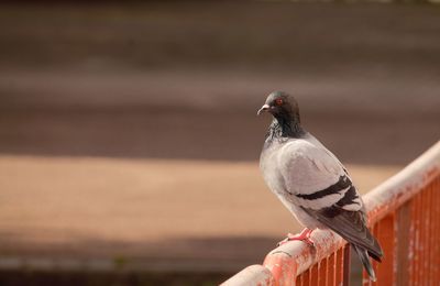 One dove perched on red railing