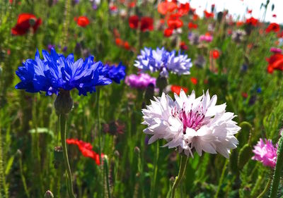 Close-up of purple flowering plants on field