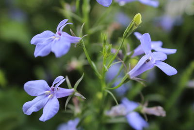 Close-up of purple flowers blooming outdoors