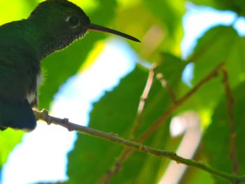 Close-up of bird perching on branch