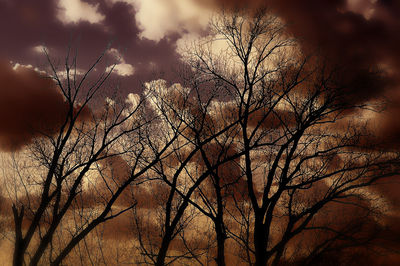 Low angle view of silhouette bare tree against sky at sunset