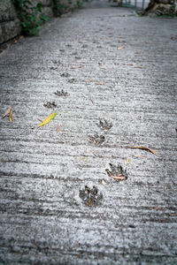 High angle view of insect on footpath