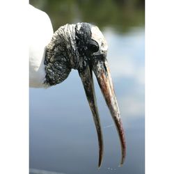 Close-up of pelican on lake