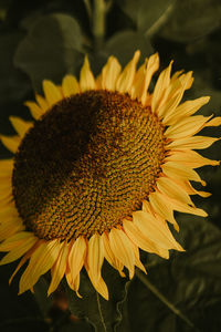 Close-up of sunflower