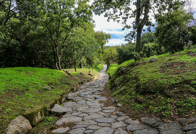 Footpath amidst trees