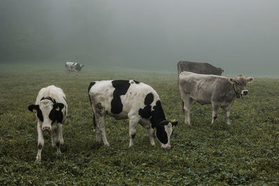 Goats on field against sky