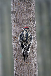 Close-up of bird perching on tree trunk