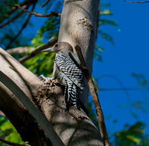 Low angle view of bird perching on tree