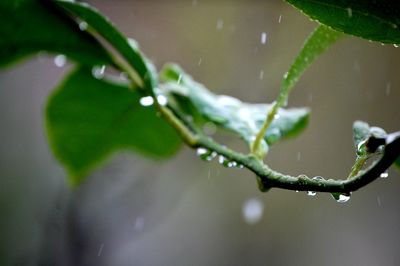 Close-up of wet plant during rainy season