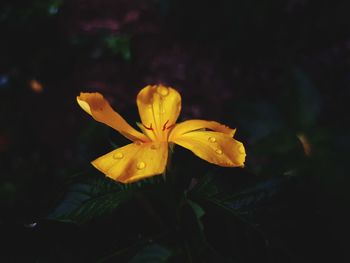 Close-up of yellow rose flower in park