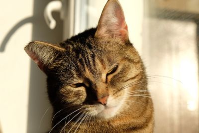 Close-up portrait of a cat