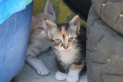 High angle portrait of cat on kitten