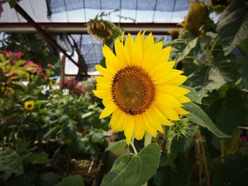 Close-up of yellow sunflower