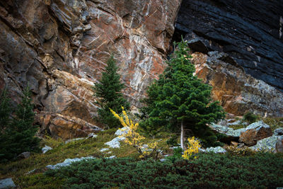 Rock formation amidst trees in forest