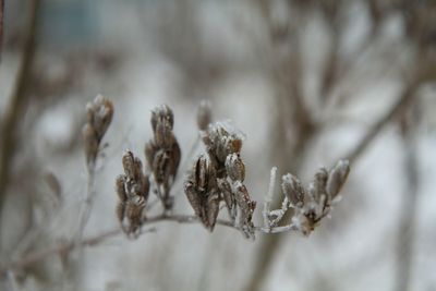 Close-up of insect on leaf