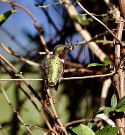 Close-up of hummingbird perching on branch