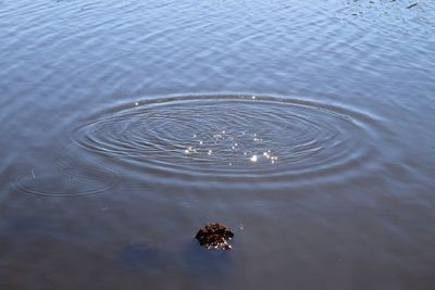 High angle view of jellyfish swimming in lake