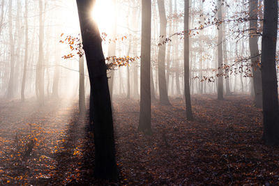 Sunlight streaming through trees in forest during autumn