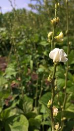 Close-up of flowers blooming outdoors
