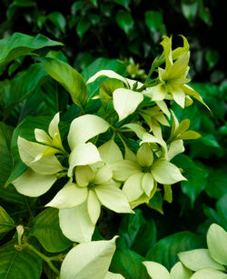 Close-up of flowering plant