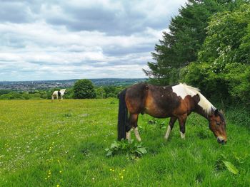 Horses grazing in a field