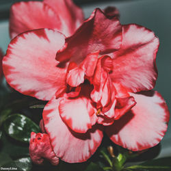 Close-up of pink rose flower