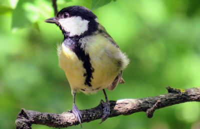 Close-up of bird perching on branch