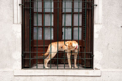 Dog looking through window in a building